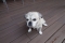 Cute Dog On New Deck - Perth
